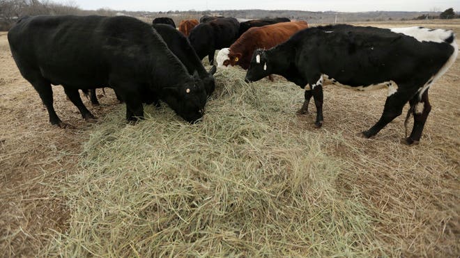 Shrinking Cattle Herd_Cala.jpg